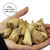 Freesia Single and Double Mix