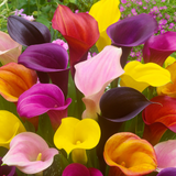 Zantedeschia Exhibition size Mix (16+)