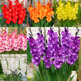 Gladiolus Gladdies Collection x60