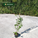 Betula utilis jacquemontii