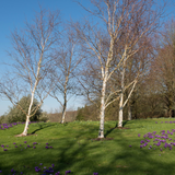 Betula utilis jacquemontii