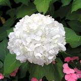 Hydrangea m. White Prince Hydrangea m. White Prince