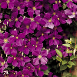 Clematis 'Jackmanii' Clematis 'Jackmanii'