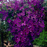 Clematis 'Jackmanii' Clematis 'Jackmanii'