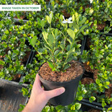 Gardenia jasm. 'Kleim's Hardy' Gardenia jasm. 'Kleim's Hardy'