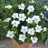 Gardenia jasm. 'Kleim's Hardy' Gardenia jasm. 'Kleim's Hardy'