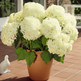 Hydrangea a. 'Annabelle' Hydrangea a. 'Annabelle'