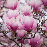 Magnolia soulangeana Magnolia soulangeana