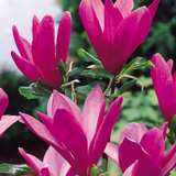 Magnolia 'Susan' Magnolia 'Susan'