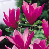 Magnolia 'Susan' Magnolia 'Susan'