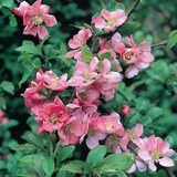 Chaenomeles sup. 'Pink Lady' Chaenomeles sup. 'Pink Lady'