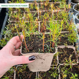 Coreopsis Twinklebells Purple