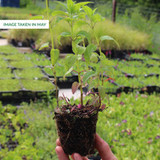 Monarda Mixed