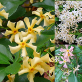 Trachelospermum Collection (3)
