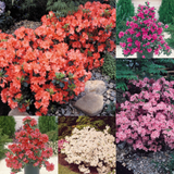 Rhododendron (Azalea japonica) Collection (5) Rhododendron (Azalea japonica) Collection (5)