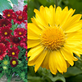 Gaillardia Mix