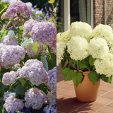Hydrangea a. Annabelle Collection (2)