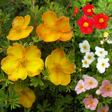 Potentilla Collection (4)