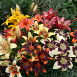 Asiatic Bi-Colour Lilies Mixed
