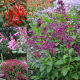 Salvia Wish Collection x4