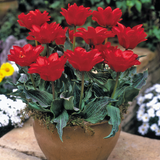 Tulip Double Red Riding Hood Tulip Double Red Riding Hood