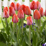 Tulip Orange Van Eijk Tulip Orange Van Eijk