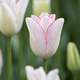 Tulip Beauty Trend
