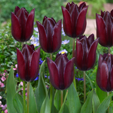 Tulip Indelande Tulip Indelande