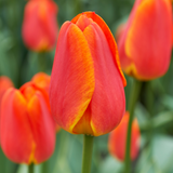 Tulip Okura Tulip Okura