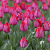Tulip Spryng Tide Tulip Spryng Tide