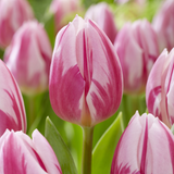 Tulip Bojangles Tulip Bojangles