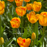Tulip Olympic Flame Tulip Olympic Flame
