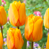 Tulip Blushing Apeldoorn