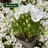 Campanula carp. 'Weisse Clips'