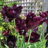 Tulip Black Parrot