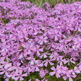 Silene schafta