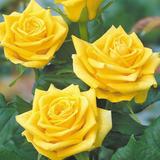 Rose Dutch Gold 2L