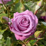 Rose Blue Moon 2L Rose Blue Moon 2L