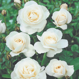 Rose Iceberg 2L Rose Iceberg 2L