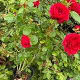Rose Sympathie 2L