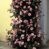Rose Zephyrine Drouhin 2L