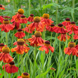 Helenium 'Moerheim Beauty' Helenium 'Moerheim Beauty'