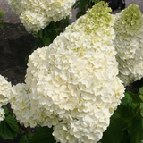 Hydrangea pan. Silver Dollar Hydrangea pan. Silver Dollar
