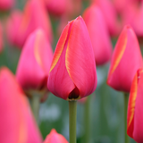 Tulip Worlds Favourite