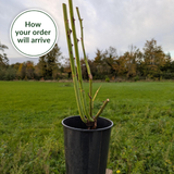 Rose Dame De Coeur 2L