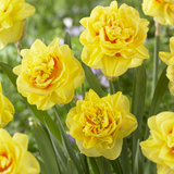 Narcissus Sunny Day