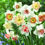 Pink Narcissus Mixed Pink Narcissus Mixed
