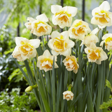 Narcissus Sweet Ocean