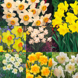 105 Narcissi Collection 105 Narcissi Collection