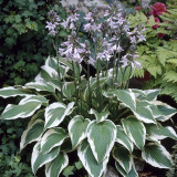 Hosta for. 'Antioch' POP 1L Hosta for. 'Antioch' POP 1L